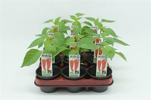 Bild von Paprika. Zoete punt paprika